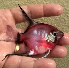 Angelfish - Hot Pink - Small - LIMIT 3